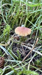 Macrocystidia