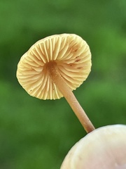 Macrocystidia