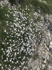 Gypsophila repens