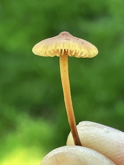 Macrocystidia