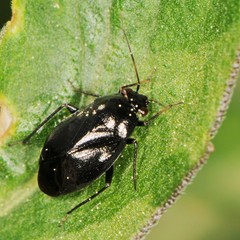 Slaterocoris