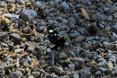 Alypiodes flavilinguis