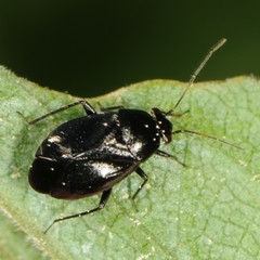 Slaterocoris