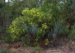 Acacia aphylla