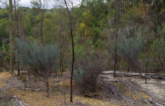 Acacia aphylla
