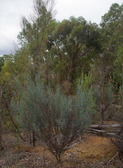 Acacia aphylla