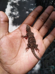 Urosaurus bicarinatus