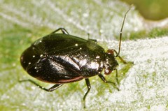 Slaterocoris