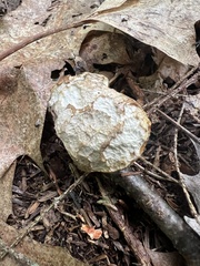 Gyroporus cyanescens