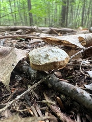 Gyroporus cyanescens