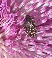 Oxythyrea noemi