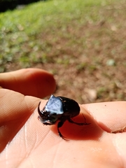 Phanaeus endymion