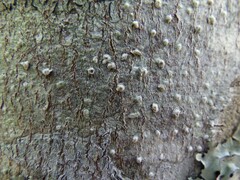 Pertusaria werneriana