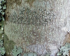 Pertusaria werneriana