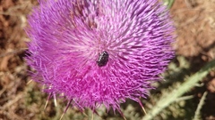 Oxythyrea noemi
