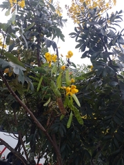Senna viarum