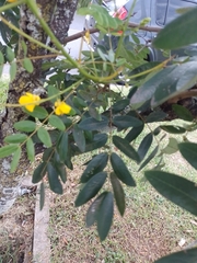 Senna viarum