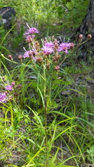Vernonia texana