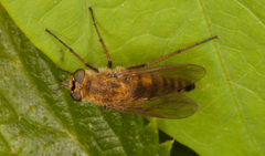 Thereva nobilitata