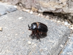 Xyloryctes thestalus