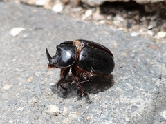 Xyloryctes thestalus