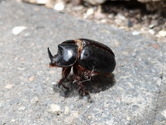 Xyloryctes thestalus
