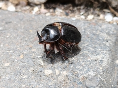 Xyloryctes thestalus