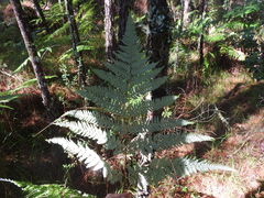 Pteridium aquilinum feei