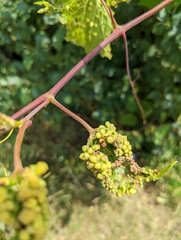 Daktulosphaira vitifoliae