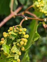 Daktulosphaira vitifoliae