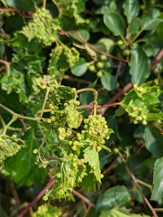 Daktulosphaira vitifoliae