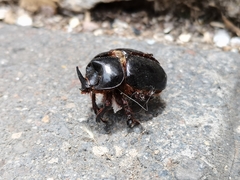 Xyloryctes thestalus