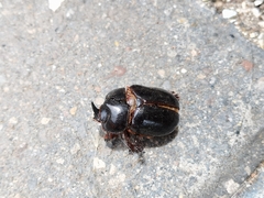 Xyloryctes thestalus