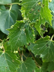 Vitis riparia