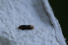 Eucosma ochroterminana