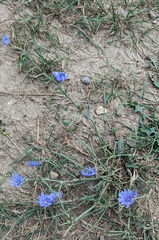 Cichorium intybus