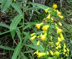 Senecio pudicus