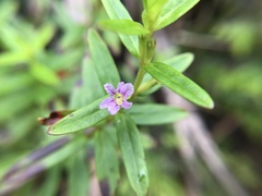 Lythrum maritimum