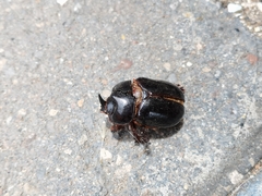 Xyloryctes thestalus
