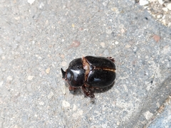 Xyloryctes thestalus