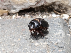 Xyloryctes thestalus