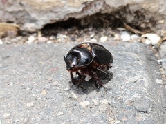 Xyloryctes thestalus