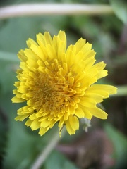 Taraxacum