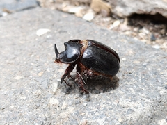 Xyloryctes thestalus