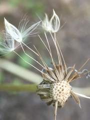Taraxacum