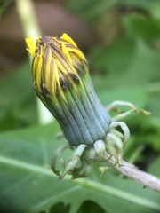 Taraxacum