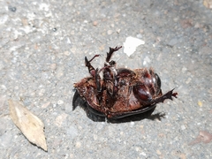 Xyloryctes thestalus