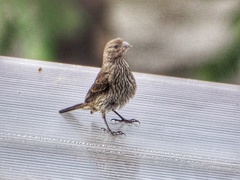 Haemorhous mexicanus