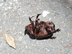 Xyloryctes thestalus