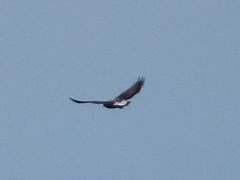 Geranoaetus albicaudatus
